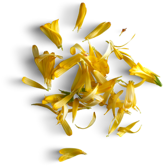 Yellow calendula flower petals